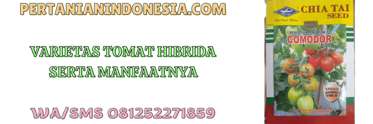 varietas,tomat,hibrida,tomat hibrida,varietas tomat,pertanian indonesia